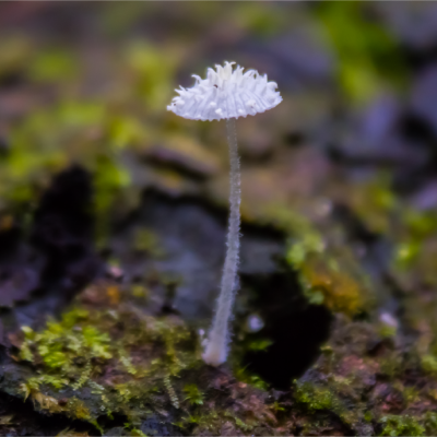 Hongo blanco pequeño creciendo sobre madera húmeda en el suelo del bosque