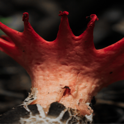 Hongo rojo con forma de corona emergiendo del suelo del bosque.